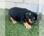 Small #2 English Bulldogge
