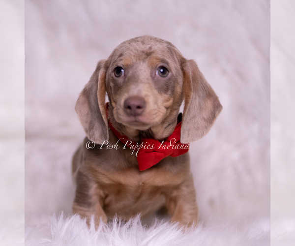 Medium Photo #46 Dachshund Puppy For Sale in WARSAW, IN, USA