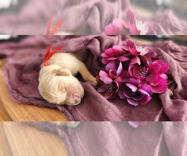 Medium Photo #3 Golden Retriever Puppy For Sale in THOMASTON, ME, USA