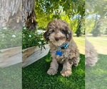 Small #5 Poodle (Miniature)