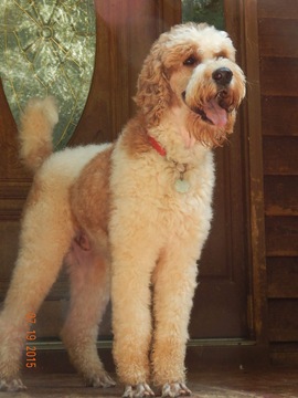 Medium Photo #1 Airedoodle Puppy For Sale in THOMASVILLE, NC, USA
