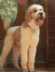 Small Photo #1 Airedoodle Puppy For Sale in THOMASVILLE, NC, USA