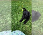 Image preview for Ad Listing. Nickname: Litter of 3