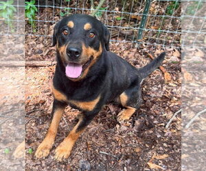 Ruthie - Female Rottweiler Dog for Adoption - Photo #2
