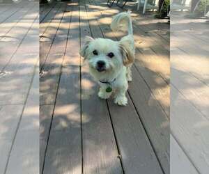 Shih Tzu Dogs for adoption in Croydon, NH, USA