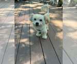 Small Shih Tzu