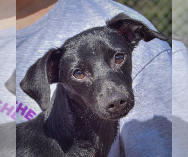 Medium Photo #1 Dachshund-Italian Greyhound Mix Puppy For Sale in Huntley, IL, USA