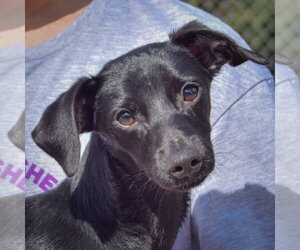 Dachshund-Italian Greyhound Mix Dogs for adoption in Huntley, IL, USA