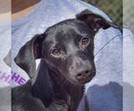 Max - Male Dachshund-Italian Greyhound Mix Dog for Adoption - Small photo