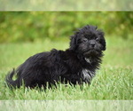 Small #2 Shih Aussie