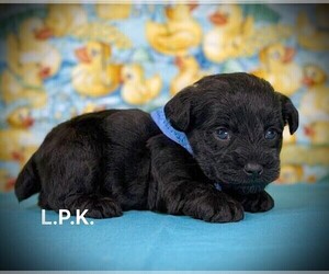 Schnoodle (Miniature) Puppy for sale in WINNSBORO, LA, USA
