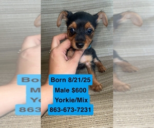 Yorkshire Terrier Puppy for sale in LABELLE, FL, USA