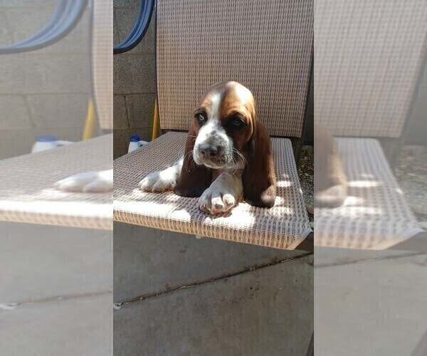 Medium Photo #5 Basset Hound Puppy For Sale in PARKER, AZ, USA