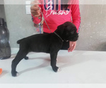 Small Photo #2 Boxer Puppy For Sale in OAK LAWN, IL, USA