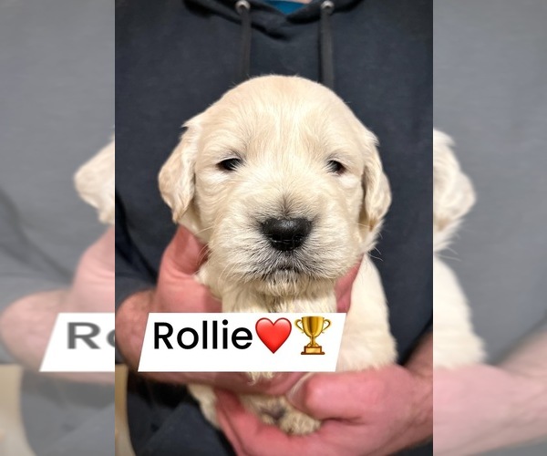 Medium Photo #1 Golden Retriever Puppy For Sale in ALPENA, MI, USA