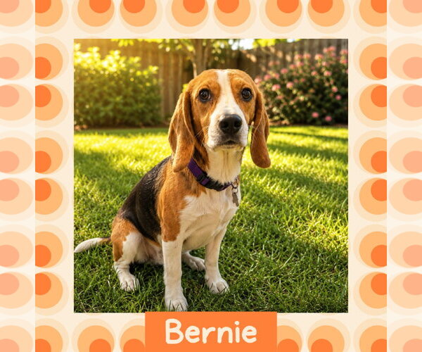 Medium Photo #1 Beagle Puppy For Sale in Littleton, CO, USA