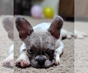 French Bulldog Puppy for sale in TAMPA, FL, USA