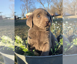 Small #2 Labrador Retriever