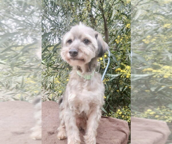 Medium Photo #5 Poodle (Miniature)-Unknown Mix Puppy For Sale in San Diego, CA, USA