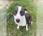Small #1 Mutt