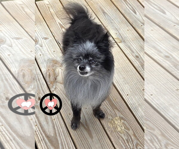 Medium Photo #3 Pomeranian Puppy For Sale in Lebanon, PA, USA
