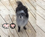 Small #2 Pomeranian