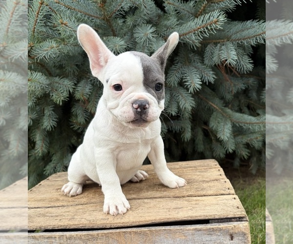 Medium Photo #2 French Bulldog Puppy For Sale in MIDDLEBURY, IN, USA