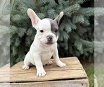 Layla - Female French Bulldog Puppy for Sale - Photo #2