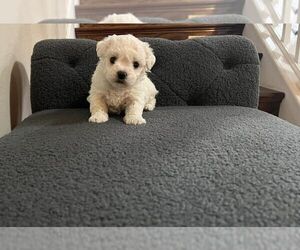 Bichon Frise Puppy for sale in ELDERWOOD, CA, USA