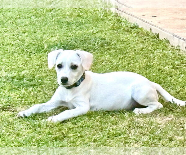 Medium Photo #3 Mutt Puppy For Sale in Santa Clarita, CA, USA