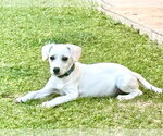 Small #2 Mutt
