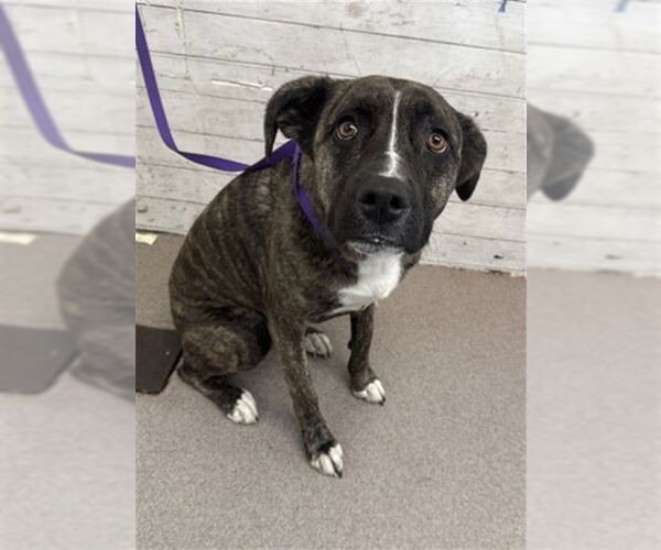 Medium Photo #1 Boxer-Unknown Mix Puppy For Sale in San Bernardino, CA, USA