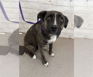 Boxer-Unknown Mix Dogs for adoption in San Bernardino, CA, USA