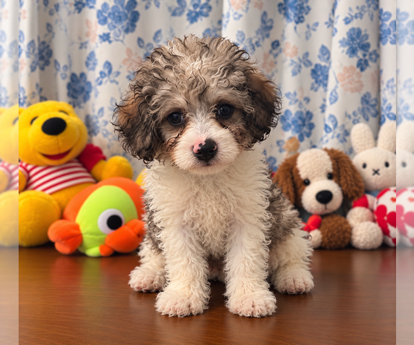Medium Photo #11 Cockapoo (Miniature) Puppy For Sale in DURHAM, CT, USA