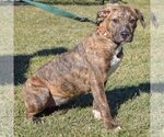 Small Photo #5 American Staffordshire Terrier-Boxer Mix Puppy For Sale in Huntley, IL, USA