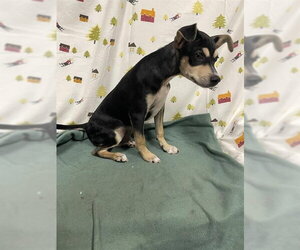Mutt Dogs for adoption in Modesto, CA, USA