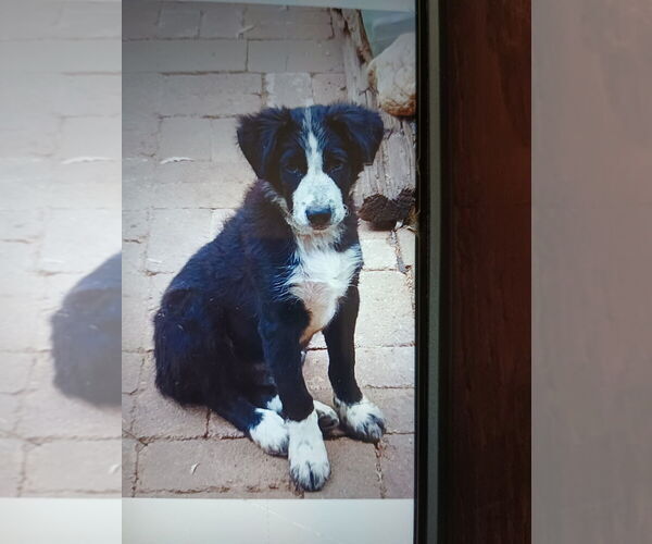 Medium Photo #2 Border-Aussie Puppy For Sale in SACRAMENTO, CA, USA