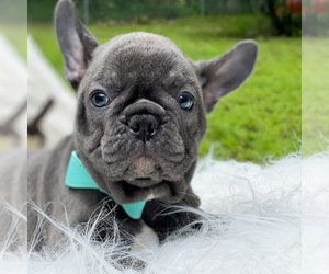 French Bulldog Puppy for sale in CRANSTON, RI, USA