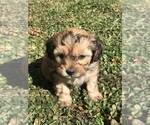 Small Photo #3 Shih-Poo Puppy For Sale in BOWLING GREEN, KY, USA