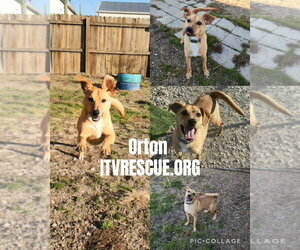 Orton - Male Mutt Dog for Adoption - Photo #10
