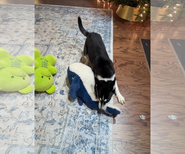 Medium Photo #8 Siberian Husky-Unknown Mix Puppy For Sale in Holly Springs, NC, USA