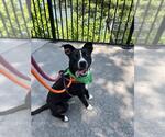 Small Labrador Retriever Mix