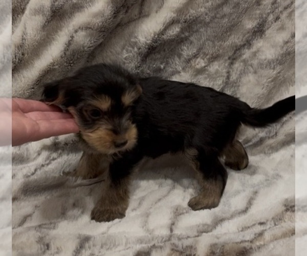 Medium Photo #9 Yorkshire Terrier Puppy For Sale in MOUNT CARMEL, PA, USA