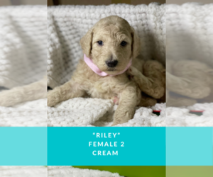 Poodle (Standard) Puppy for sale in ADDICKS BARKER, TX, USA