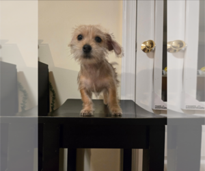 Mutt Dogs for adoption in Holly Springs, NC, USA