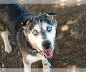 Siberian Husky Dogs for adoption in Martinez, CA, USA