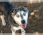Small Siberian Husky