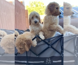 Goldendoodle Puppy for sale in SAN BERNARDINO, CA, USA