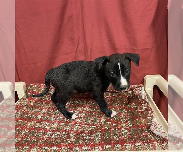 Medium Photo #1 Staffordshire Bull Terrier Puppy For Sale in Modesto, CA, USA