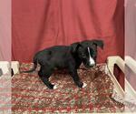 Small Staffordshire Bull Terrier